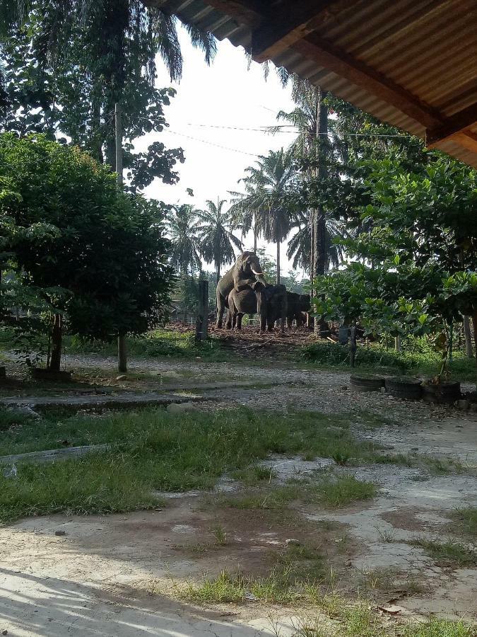 Green Lodge Tangkahan Exterior foto